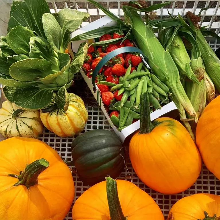 The Jungle Farm's CSA Vegetable Box Program is full of great fruits and vegetables for your family to enjoy all season long!