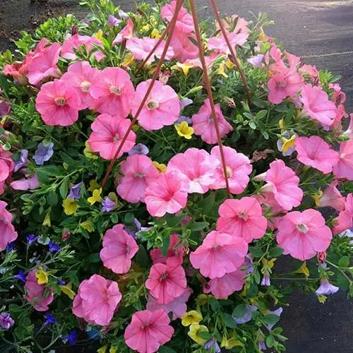 Vibrant floral blooms in our hanging baskets grown by our expert garden staff at the Jungle Farm in Red Deer County, Alberta.