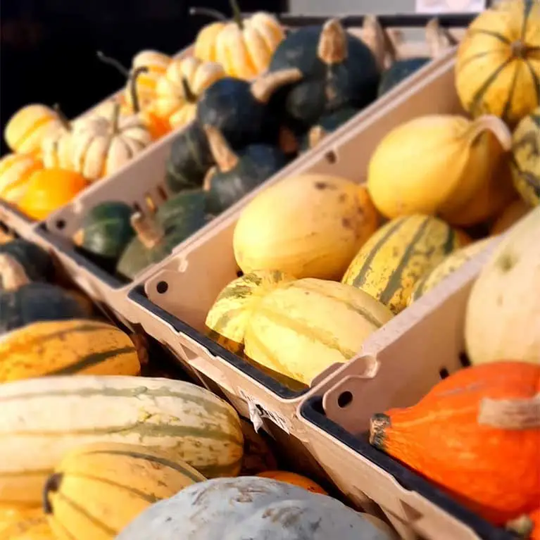 Explore our selection of pumpkins and gourds this fall season at the Jungle Farm in Red Deer County, Alberta!