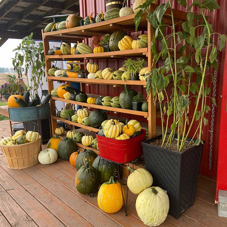Browse our selection of pre-picked pumpkins near our General Store at the Jungle Farm.