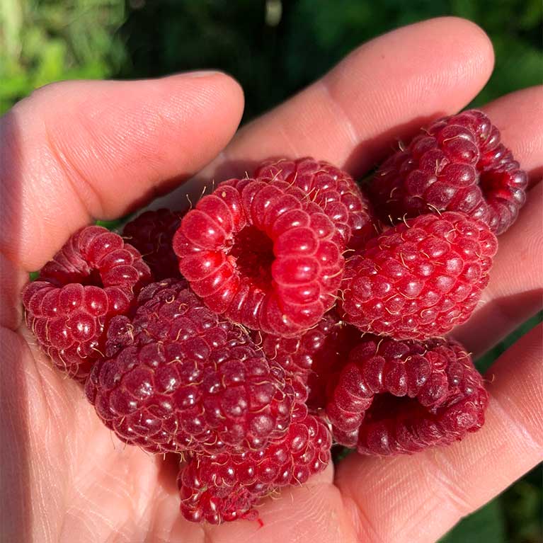 Pick-your-own raspberries from our u-pick raspberry fields.