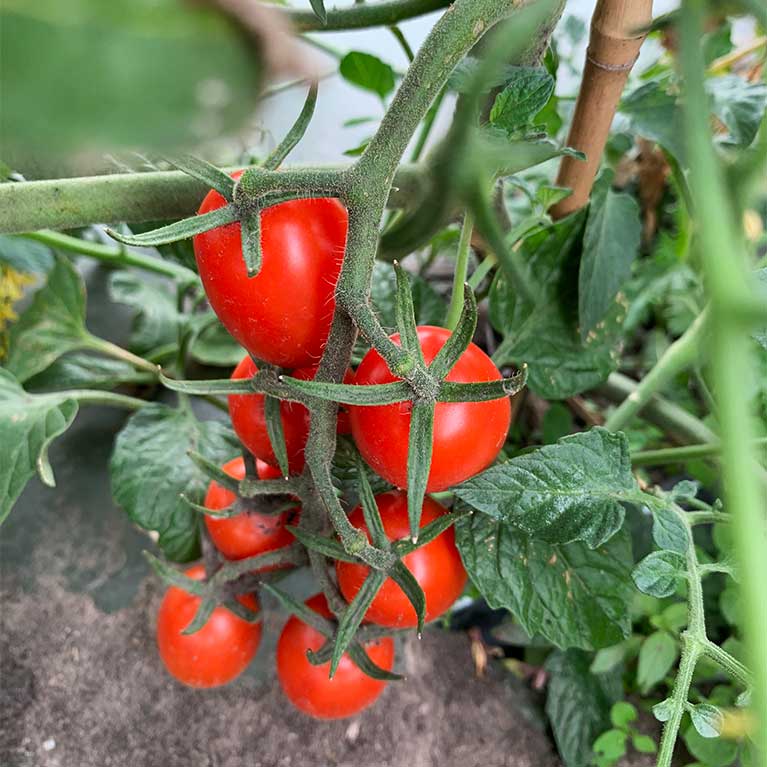Vine ripening tomatoes are ready for picking in our greenhouses.