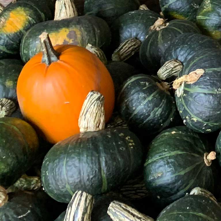Pre-picked pumpkins from our pumpkin patch at the Jungle Farm in Red Deer County, Alberta!